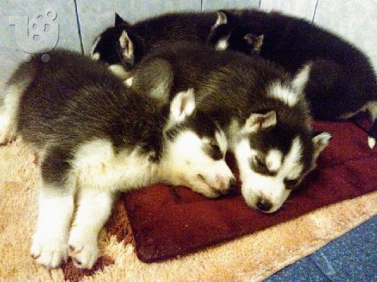 PoulaTo: Husky καθαροαιμα κουταβια ΘΕΣΣΑΛΟΝΙΚΗ 2311288660